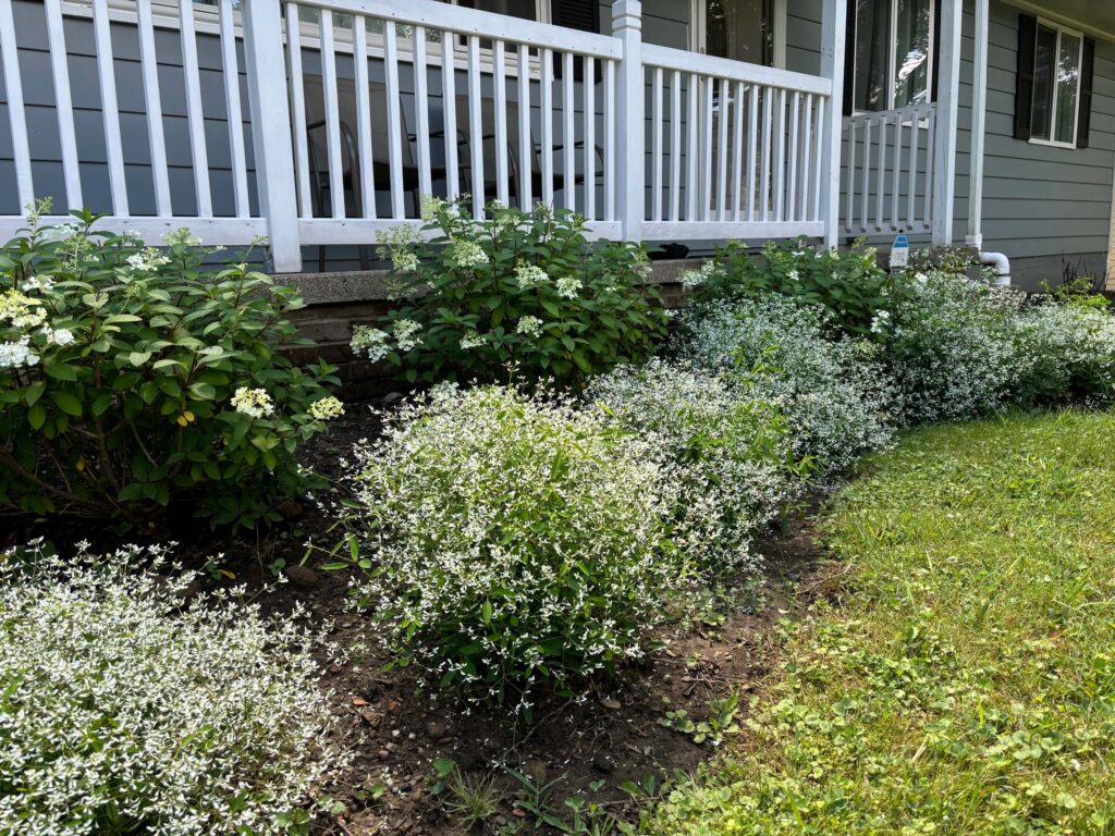 Deer Resistant Annuals & Perennials for the Midwest - Trillium Living