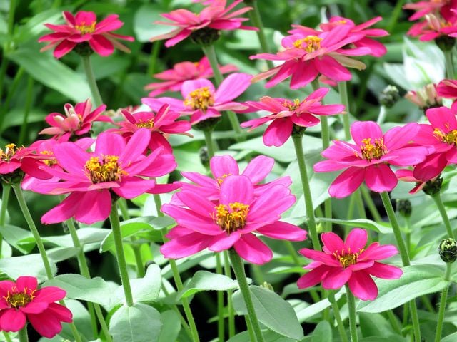 Deer Resistant Annuals & Perennials for the Midwest - Trillium Living