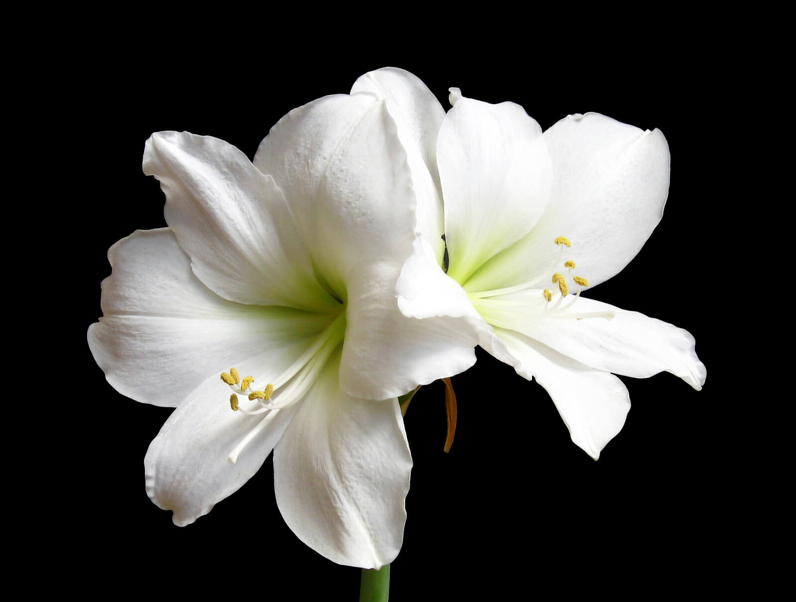 How to Grow Amaryllis to Bloom for Christmas Every Year Trillium Living