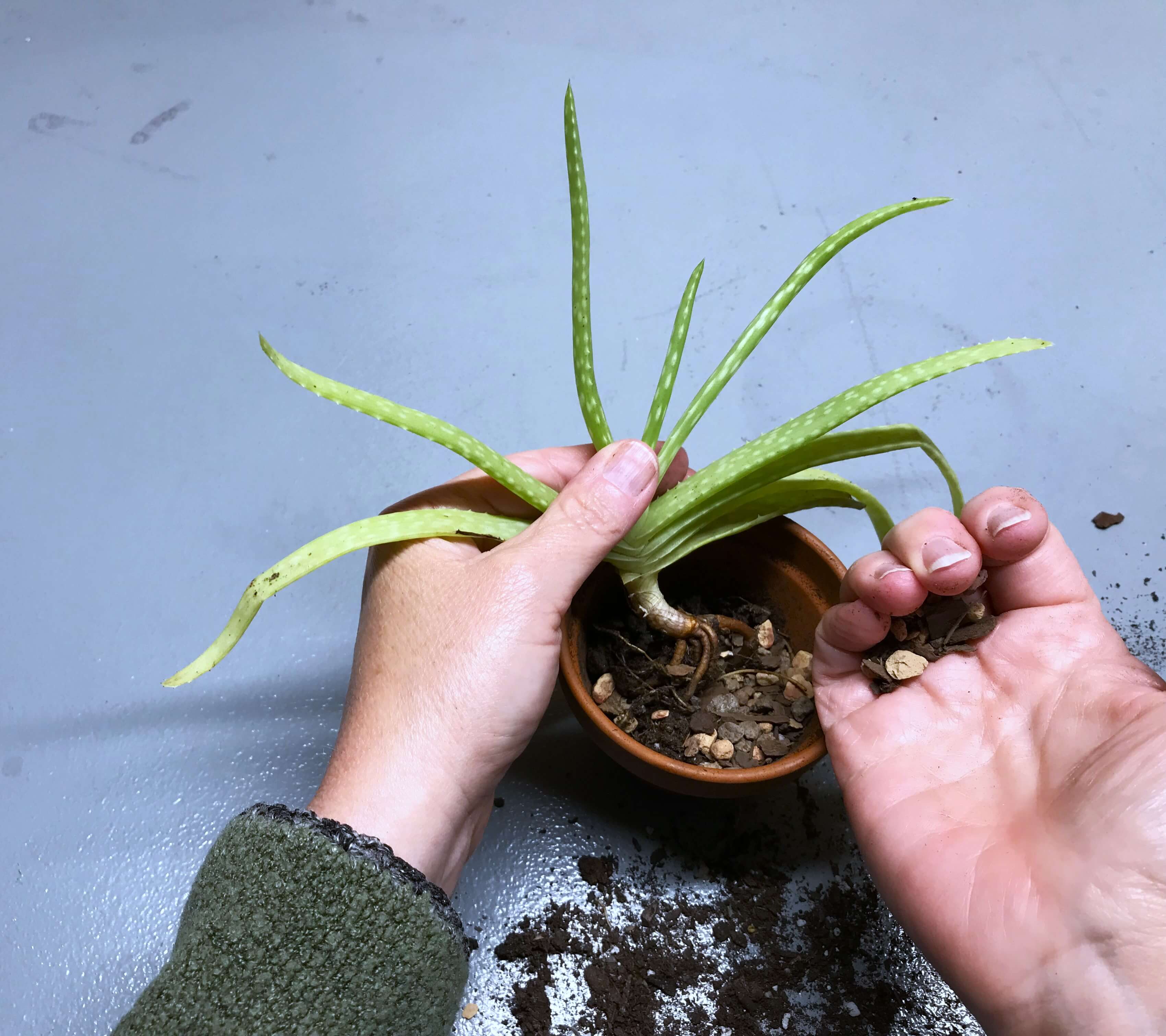 Aloe Vera Pups: How And When To Separate Aloe Vera Plants