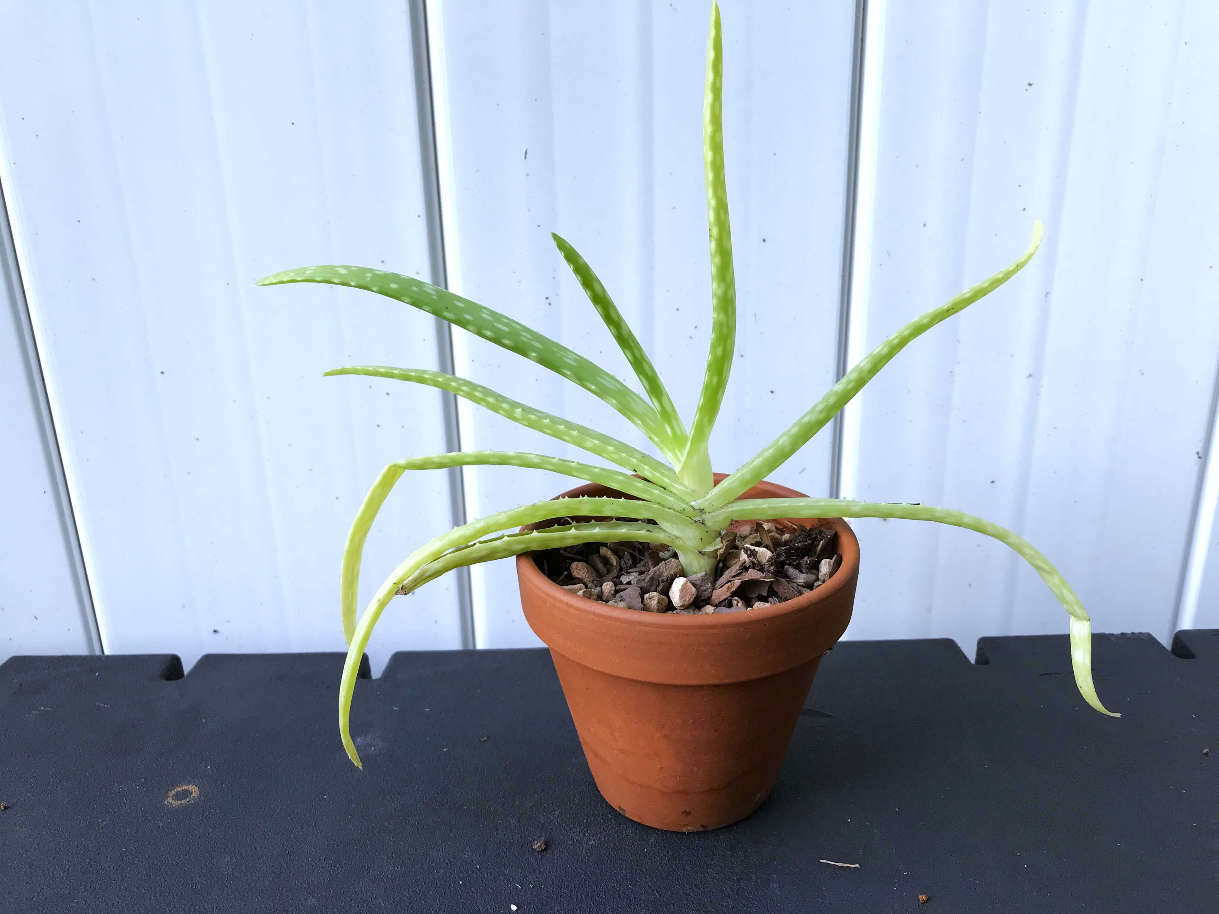 Aloe Vera Pups: How And When To Separate Aloe Vera Plants