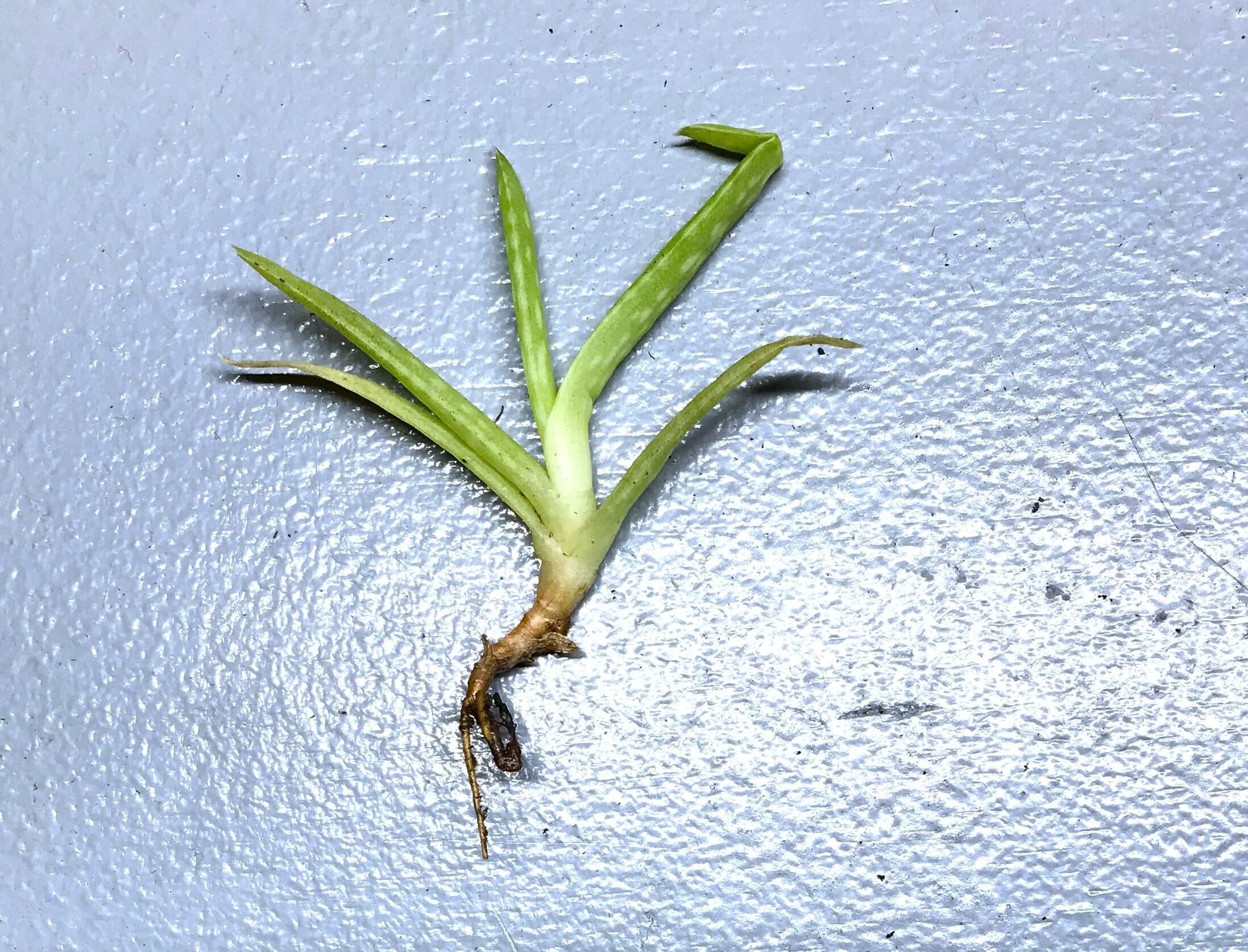 Aloe Vera Pups: How And When To Separate Aloe Vera Plants